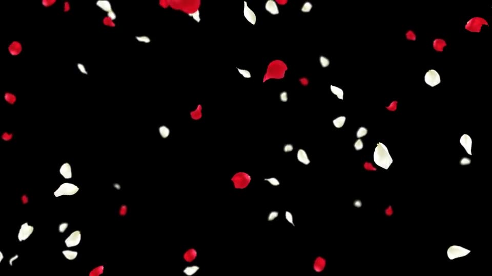 Rose Falling Videohive 19385166 Motion Graphics Image 12