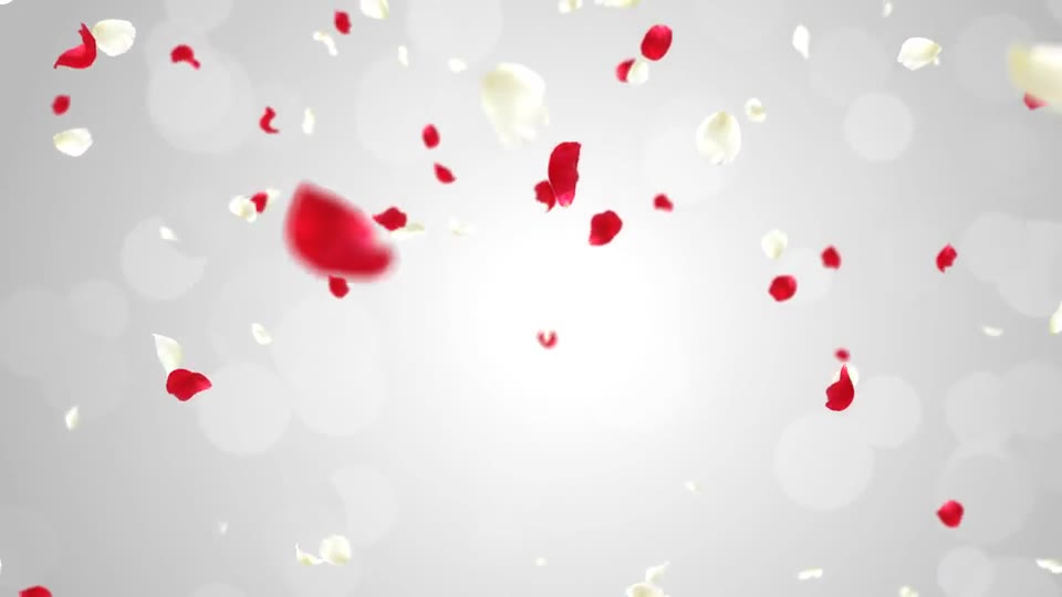 Rose Falling Videohive 19385166 Motion Graphics Image 2