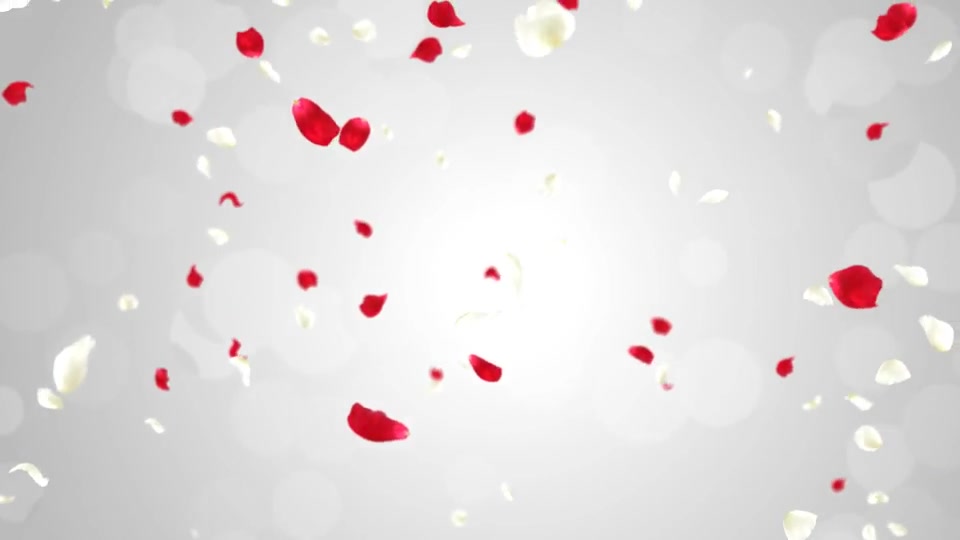 Rose Falling Videohive 19385166 Motion Graphics Image 3