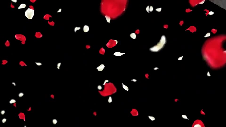 Rose Falling Videohive 19385166 Motion Graphics Image 8