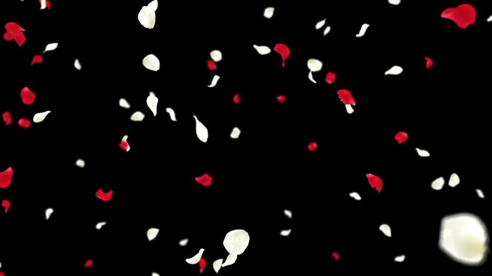 Rose Falling Videohive 19385166 Motion Graphics Image 9