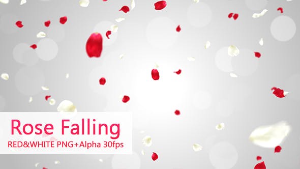 Rose Falling - Videohive Download 19385166