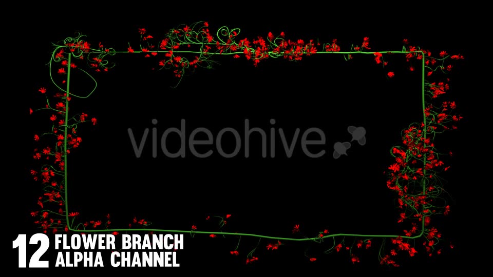 Rose Flowers Growing (12 Pack) Videohive 12649538 Motion Graphics Image 3