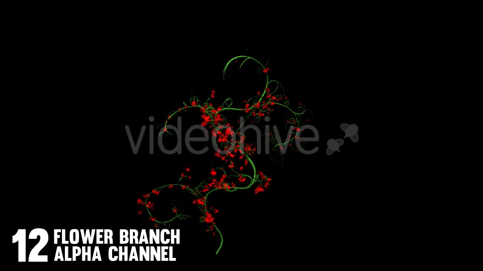 Rose Flowers Growing (12 Pack) Videohive 12649538 Motion Graphics Image 4