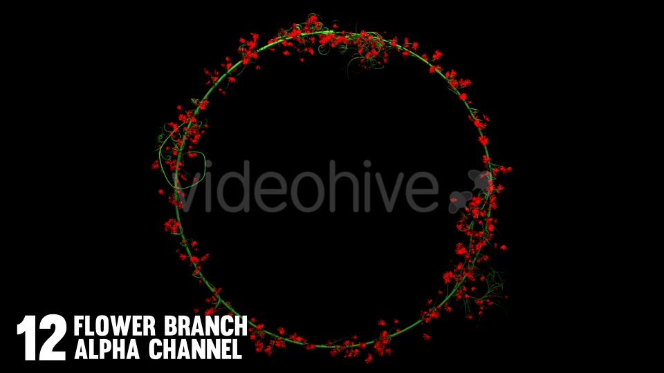 Rose Flowers Growing (12 Pack) Videohive 12649538 Motion Graphics Image 5