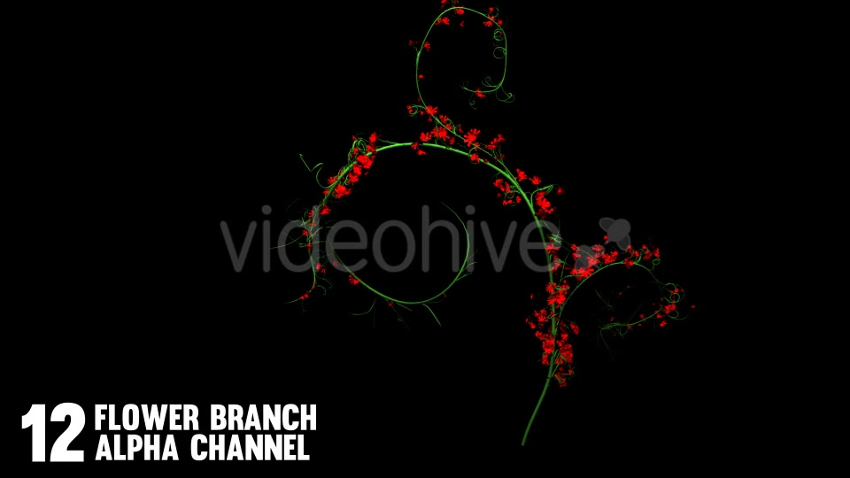 Rose Flowers Growing (12 Pack) Videohive 12649538 Motion Graphics Image 6