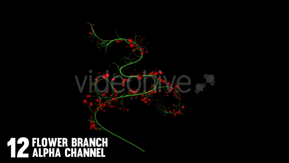 Rose Flowers Growing (12 Pack) Videohive 12649538 Motion Graphics Image 8