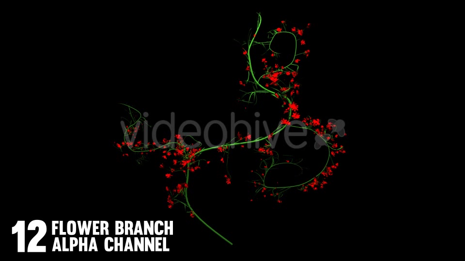 Rose Flowers Growing (12 Pack) Videohive 12649538 Motion Graphics Image 9