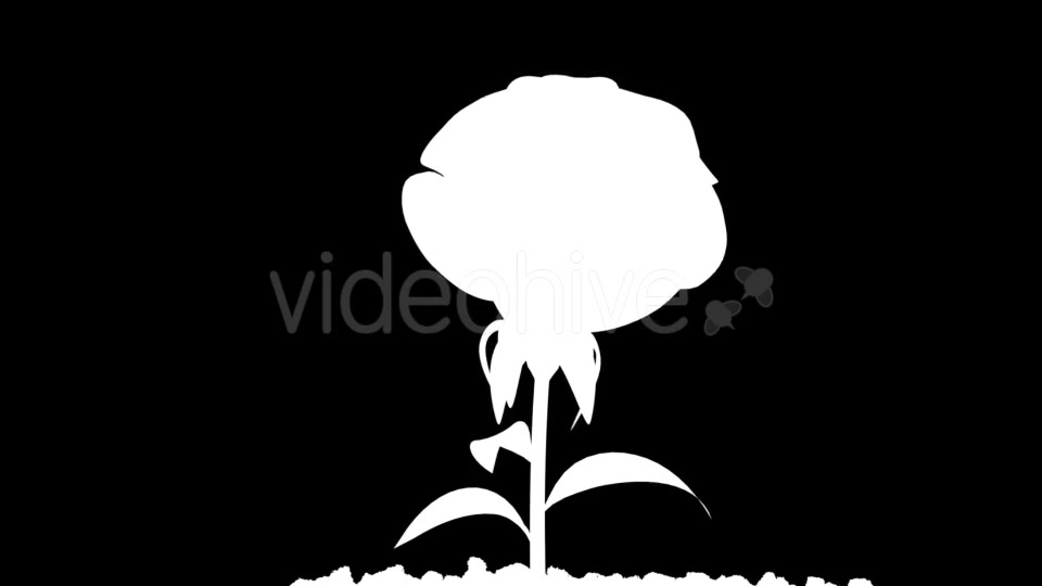 Rose Growing Timelapse Videohive 21463494 Motion Graphics Image 10