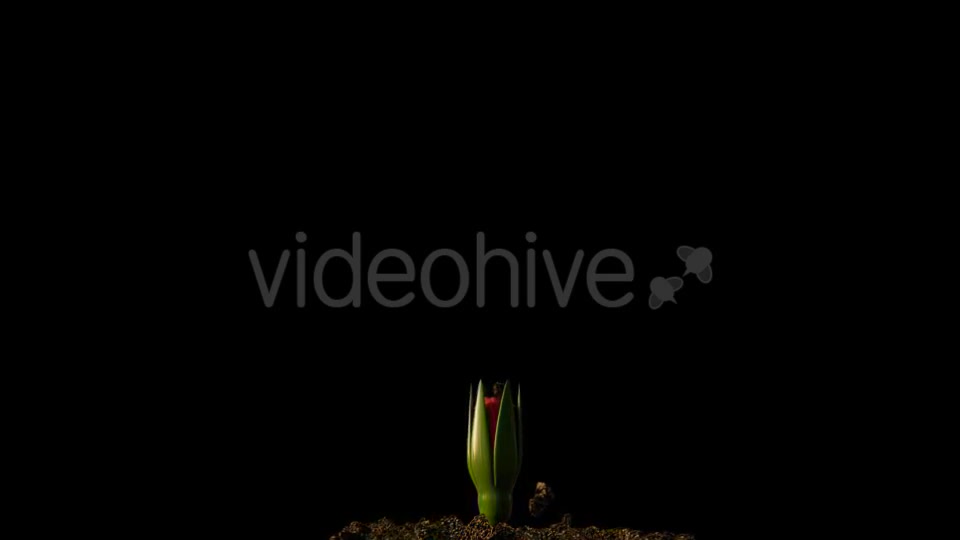 Rose Growing Timelapse Videohive 21463494 Motion Graphics Image 2