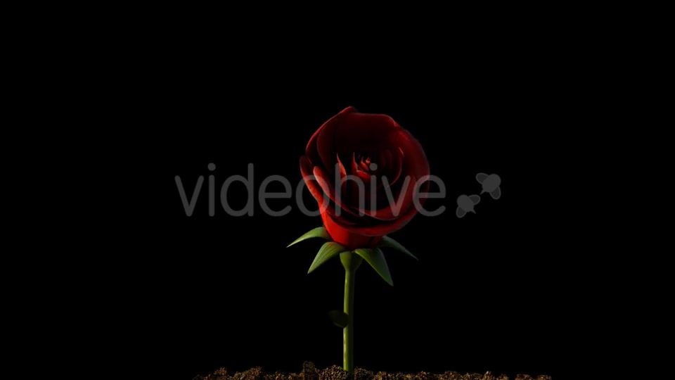 Rose Growing Timelapse Videohive 21463494 Motion Graphics Image 3