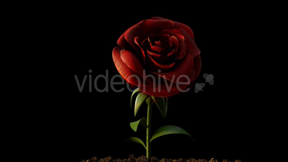 Rose Growing Timelapse Videohive 21463494 Motion Graphics Image 4