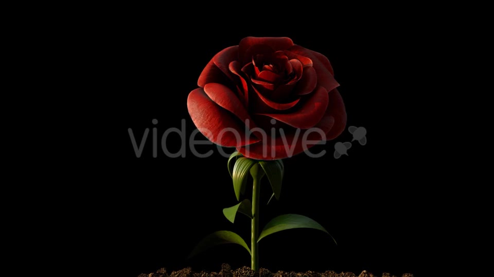 Rose Growing Timelapse Videohive 21463494 Motion Graphics Image 5