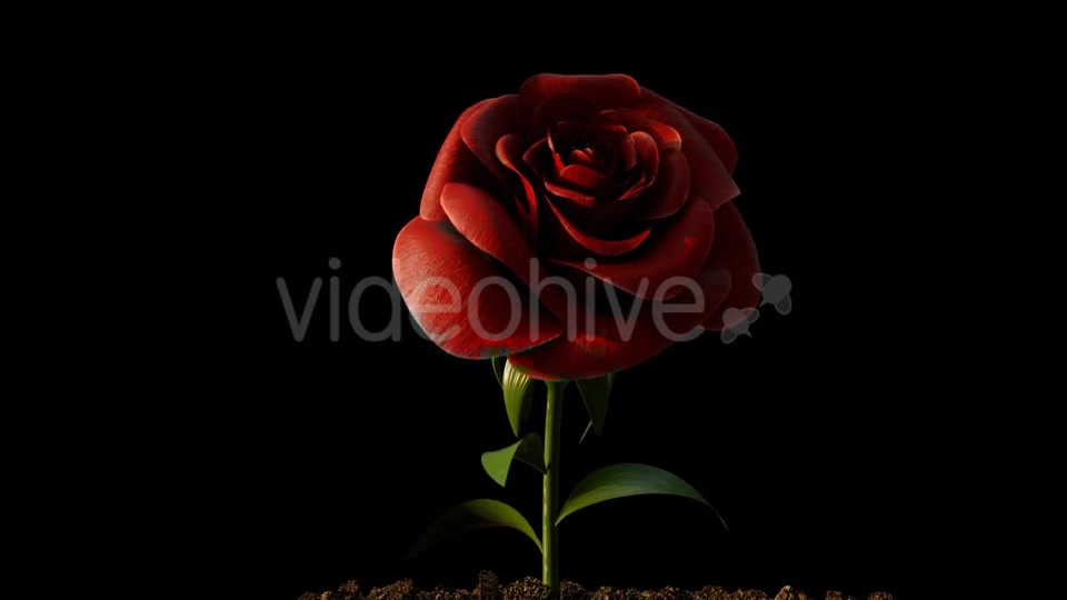 Rose Growing Timelapse Videohive 21463494 Motion Graphics Image 6