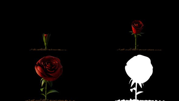 Rose Growing Timelapse - 21463494 Videohive Download