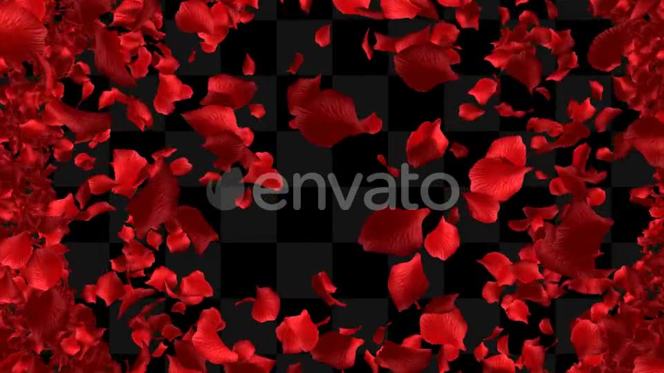 Rose Loop Videohive 22370892 Motion Graphics Image 9
