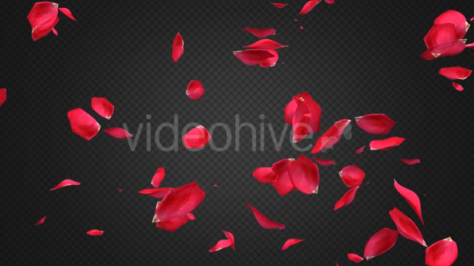 Rose Petal Transitions Pack Videohive 21294817 Motion Graphics Image 10