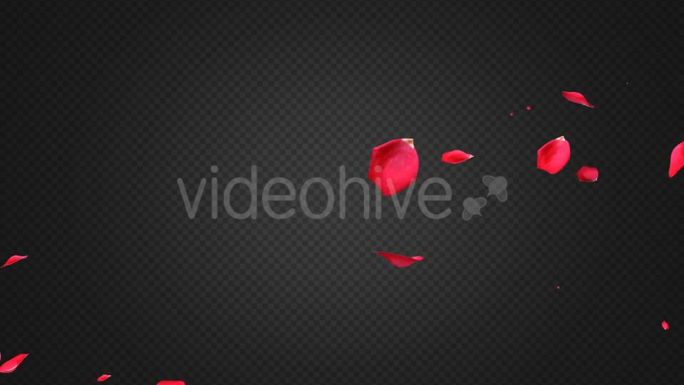 Rose Petal Transitions Pack Videohive 21294817 Motion Graphics Image 11