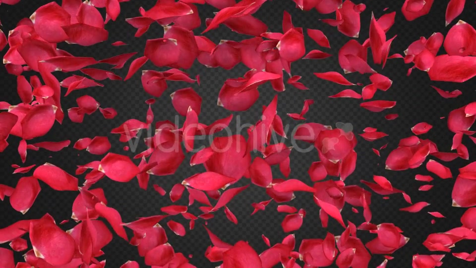 Rose Petal Transitions Pack Videohive 21294817 Motion Graphics Image 2
