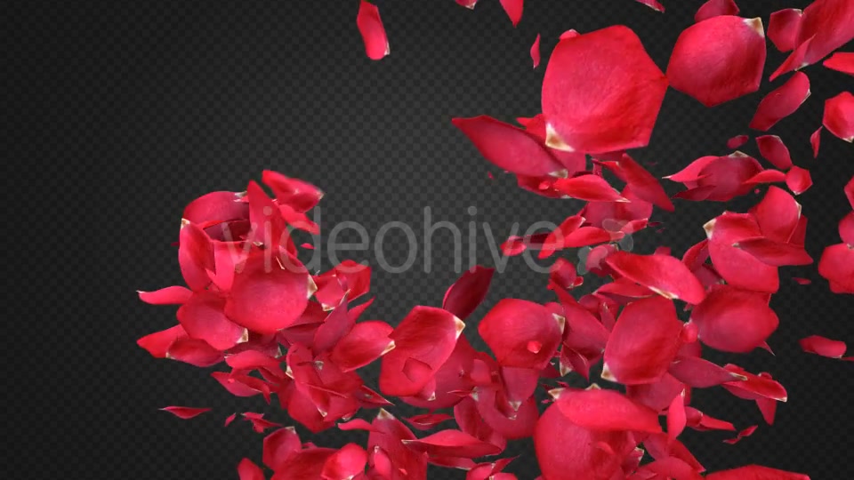 Rose Petal Transitions Pack Videohive 21294817 Motion Graphics Image 3