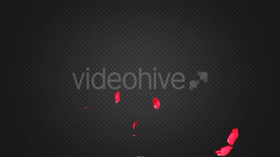 Rose Petal Transitions Pack Videohive 21294817 Motion Graphics Image 4