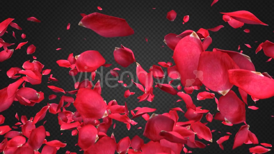 Rose Petal Transitions Pack Videohive 21294817 Motion Graphics Image 5