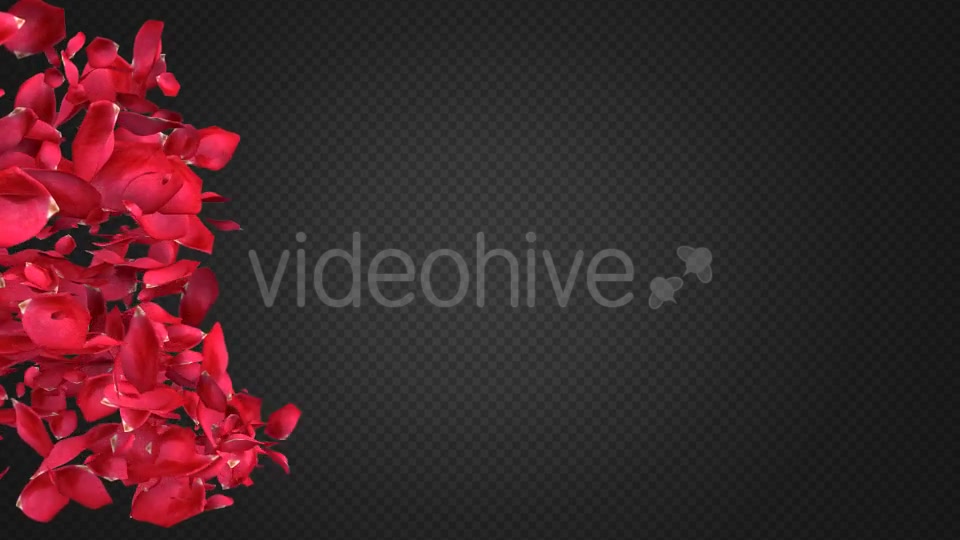 Rose Petal Transitions Pack Videohive 21294817 Motion Graphics Image 6
