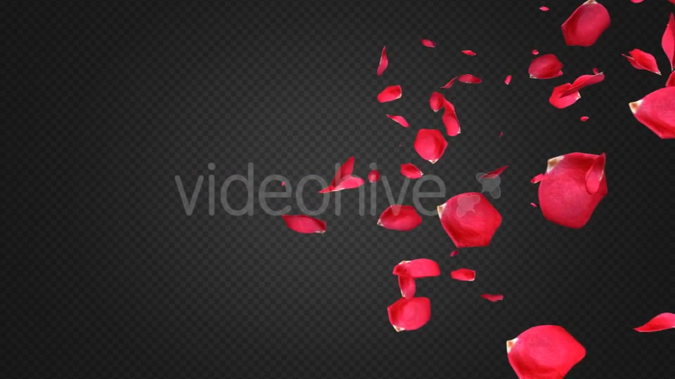 Rose Petal Transitions Pack Videohive 21294817 Motion Graphics Image 8