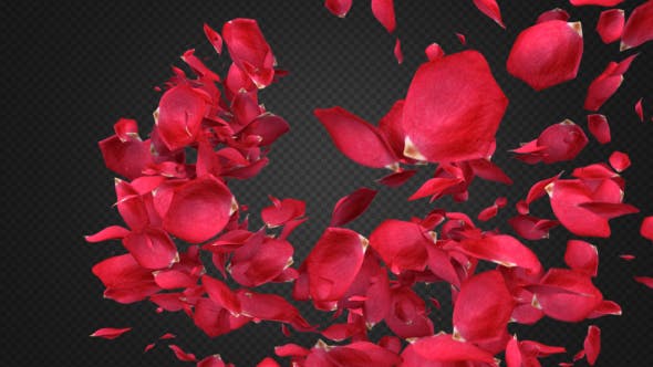 Rose Petal Transitions Pack - 21294817 Videohive Download