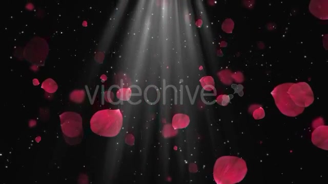 Rose Petals Videohive 20291260 Motion Graphics Image 3