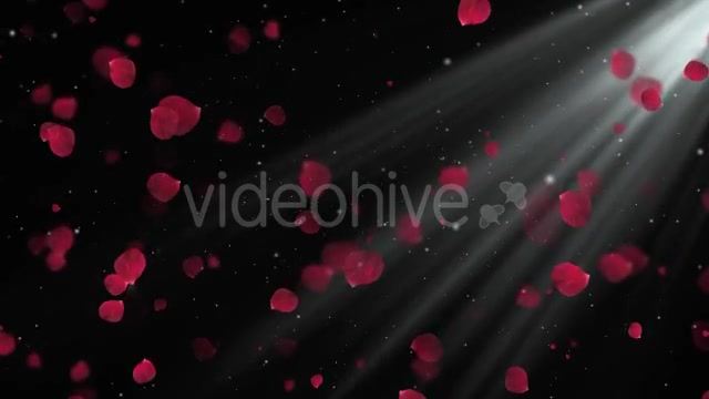 Rose Petals Videohive 20291260 Motion Graphics Image 8