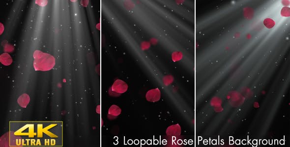 Rose Petals - 20291260 Videohive Download