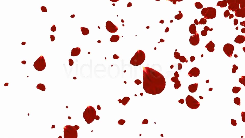 Rose Petals Backgrounds Pack ( 4 in 1) Videohive 9001141 Motion Graphics Image 10