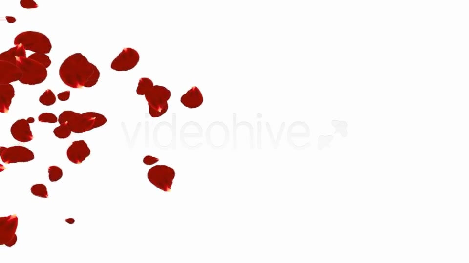 Rose Petals Backgrounds Pack ( 4 in 1) Videohive 9001141 Motion Graphics Image 11