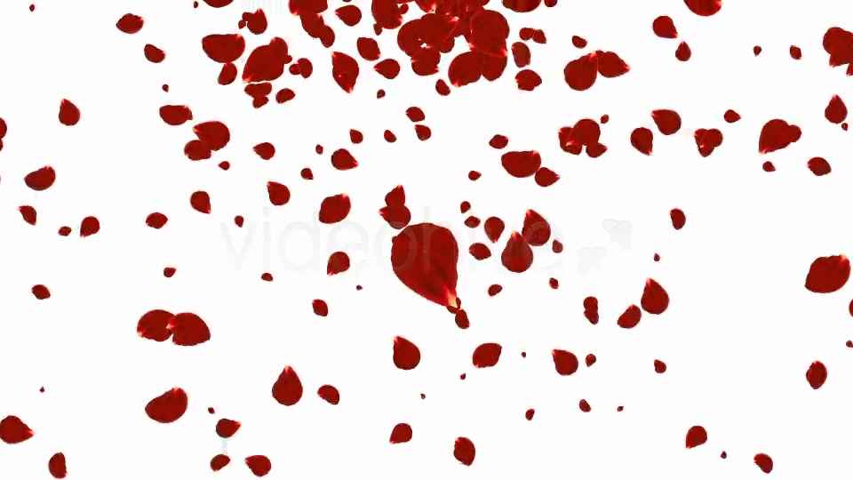 Rose Petals Backgrounds Pack ( 4 in 1) Videohive 9001141 Motion Graphics Image 3