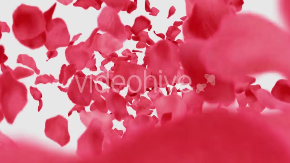Rose Petals Heart Videohive 13769614 Motion Graphics Image 10