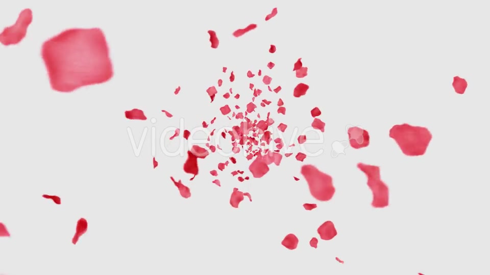 Rose Petals Heart Videohive 13769614 Motion Graphics Image 3