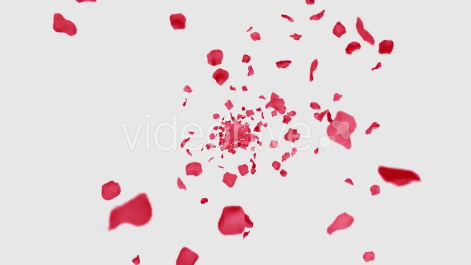 Rose Petals Heart Videohive 13769614 Motion Graphics Image 4
