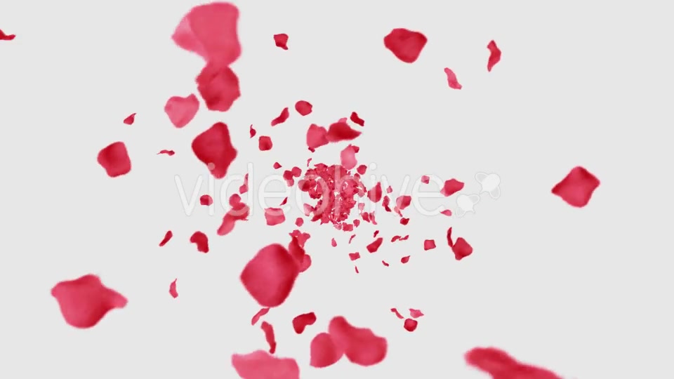 Rose Petals Heart Videohive 13769614 Motion Graphics Image 5