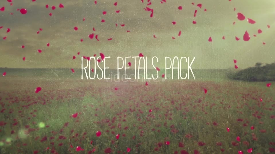 Rose Petals Pack Videohive 19386698 Motion Graphics Image 2