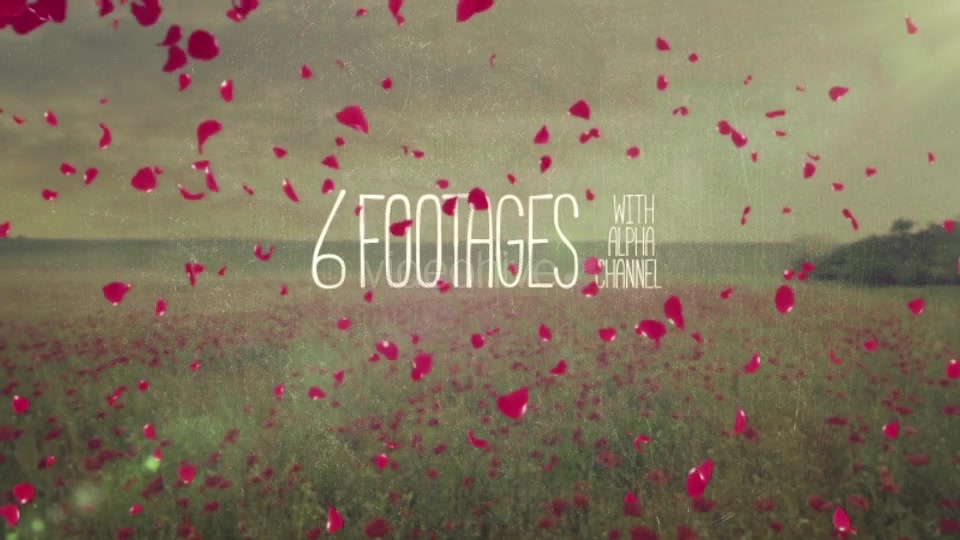 Rose Petals Pack Videohive 19386698 Motion Graphics Image 3
