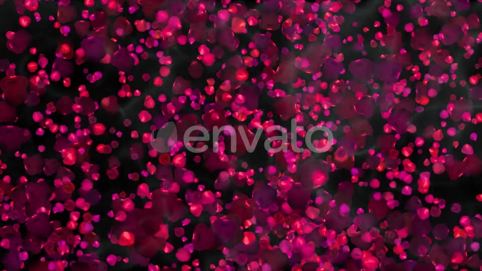 Rose Petals Widescreen Videohive 22658364 Motion Graphics Image 10