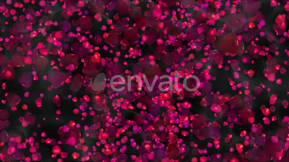 Rose Petals Widescreen Videohive 22658364 Motion Graphics Image 11