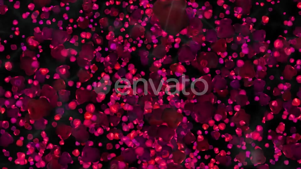 Rose Petals Widescreen Videohive 22658364 Motion Graphics Image 12
