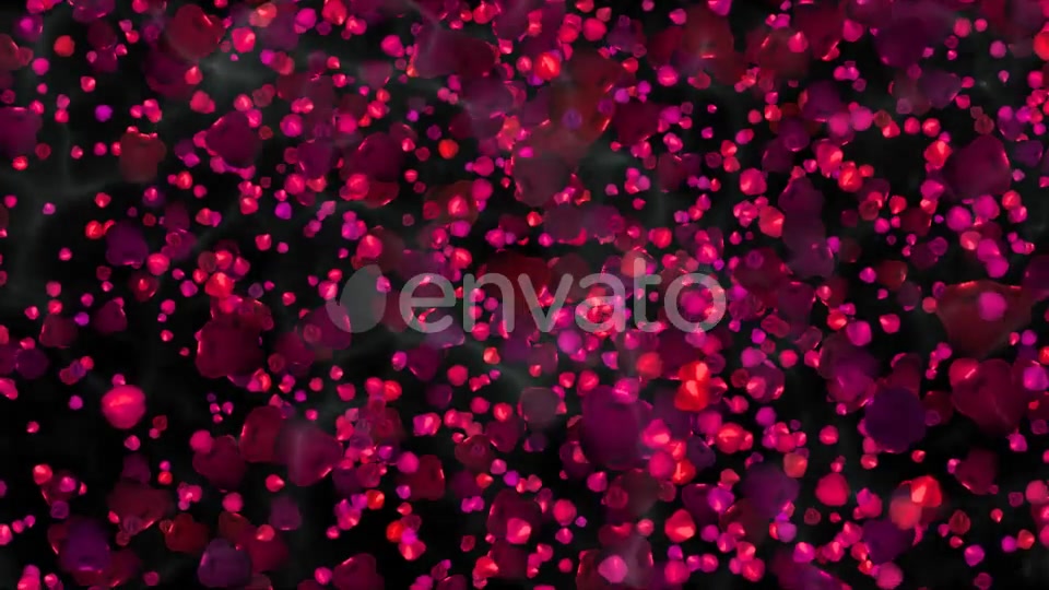Rose Petals Widescreen Videohive 22658364 Motion Graphics Image 7