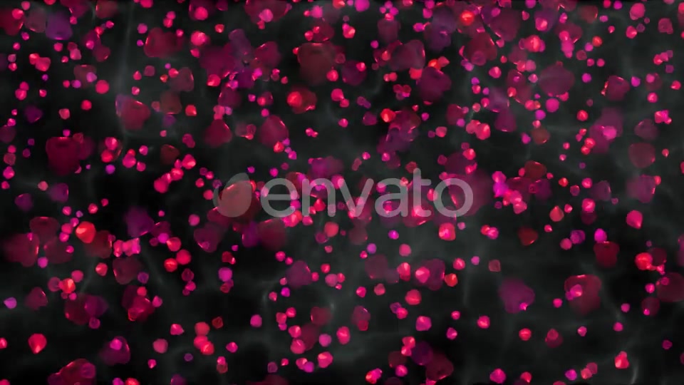 Rose Petals Widescreen Videohive 22658364 Motion Graphics Image 8