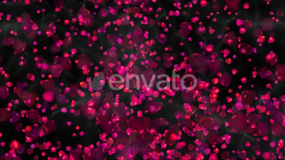 Rose Petals Widescreen Videohive 22658364 Motion Graphics Image 9