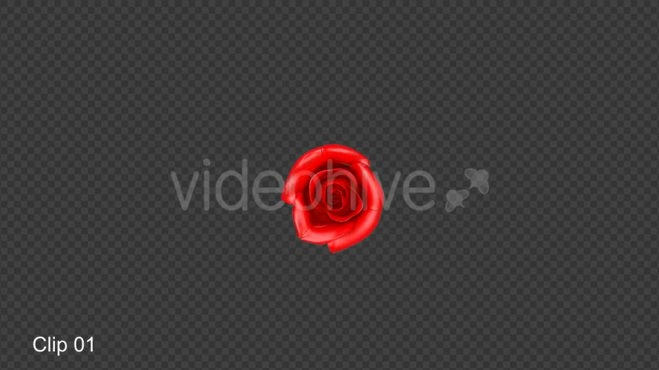 Rose Shatter Videohive 21319639 Motion Graphics Image 3