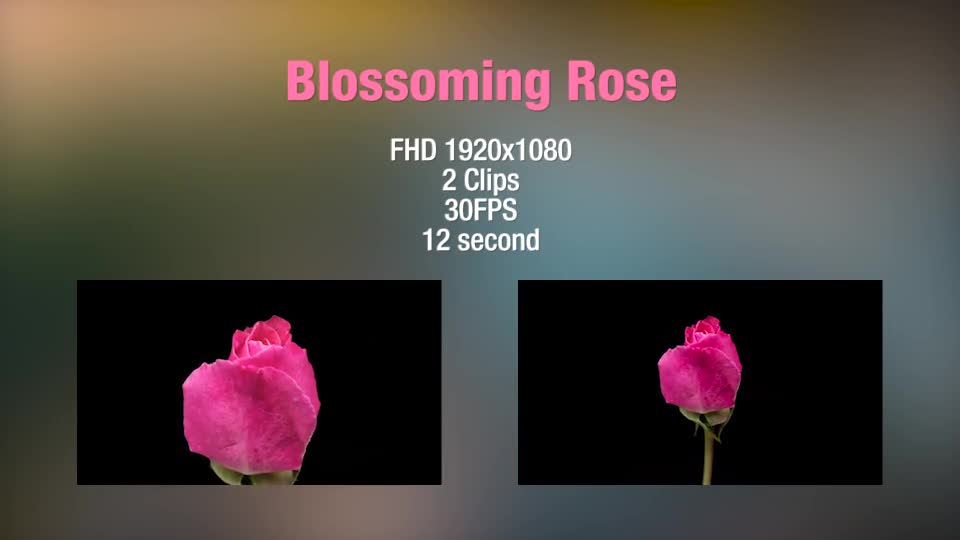 Rose  Videohive 13404154 Stock Footage Image 1