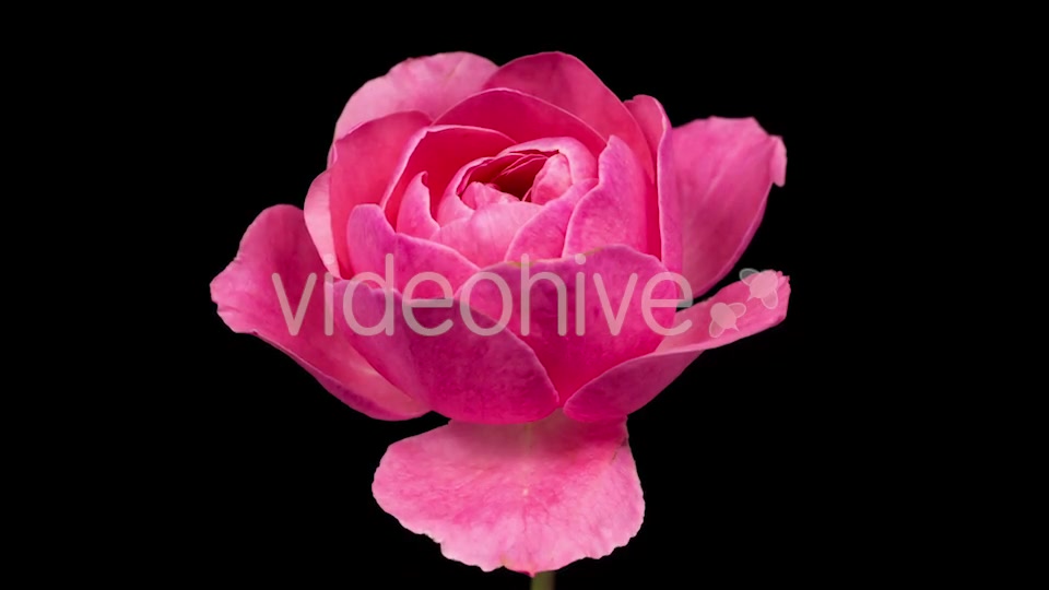 Rose  Videohive 13404154 Stock Footage Image 10